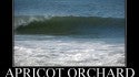 Poster36487233. Delmarva, surfing photo