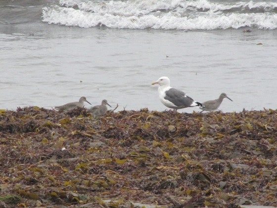 Seaweed Saturday
What a difference a week makes.