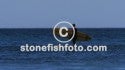 Some Great Surf Shots
Grabbing Surfers on Playa Negra