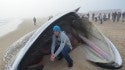 Whale Barrel.. United States, Scenic photo