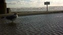 BEACH SCENES
FIRST BEACH. Southern New England, Scenic photo