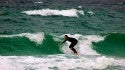 Surfing Pensacola Beach
Bo on the southpoint