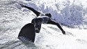 Man in Black. United States, Surfing photo