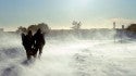 Blizzary. New York, Surfing photo