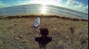 Good morning SUP
I took my new GoPro harness extension