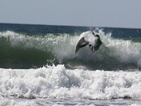 Surfing Photo surfer.matt.maylor Swellinfo