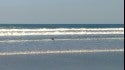 Surfing pelican 100 yard closeout set 10X overhead
Caught