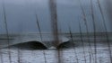 Virginia Beach / OBX, surfing photo