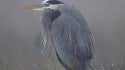 Fogged In
Pea soup fog kept the great blue heron on