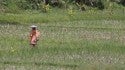 Just Another Day in the rice Patty