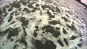 Skim Stuart Florida