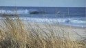 Surf Gull .  Long Island Surfing - Hamptons - rough cut