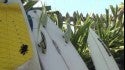 Guarujaense buco