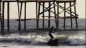 jason latham sup surfing