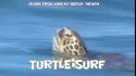 Turtle Surf